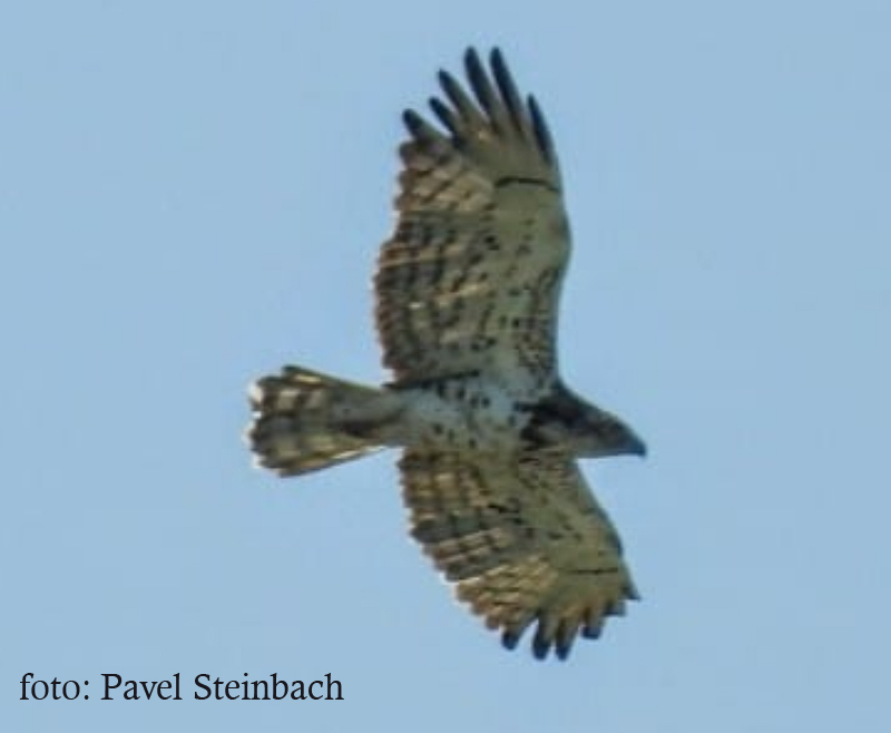 birdwatching orlik2