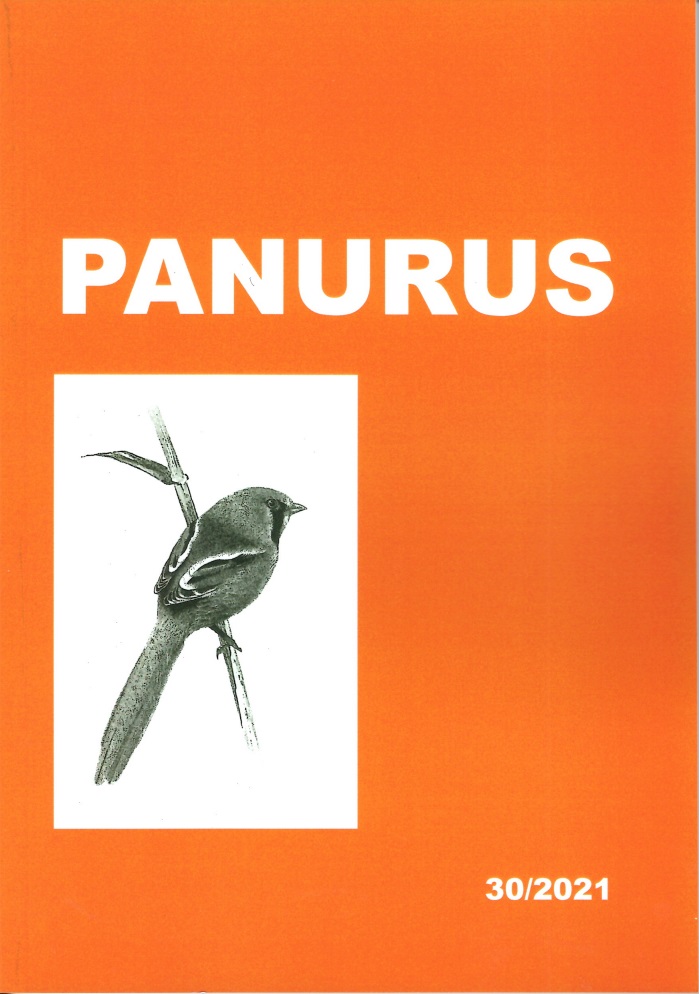 birdwatching panurus 01
