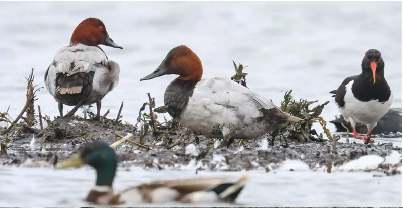 birdwatching polak dlouhozoby wp 24