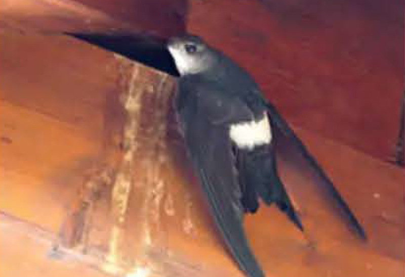 birdwatching rorys vychodoasijsky