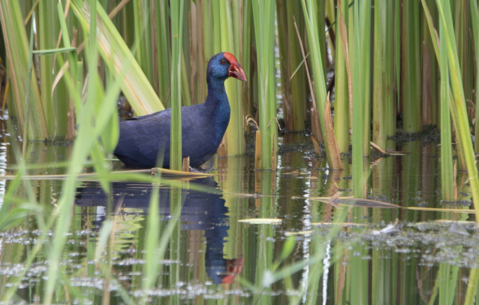 birdwatching slipla srpen 25