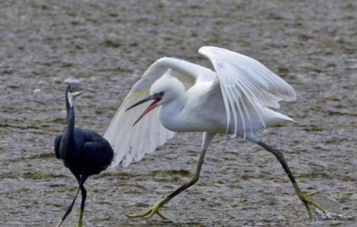 birdwatching smiseny par volavek