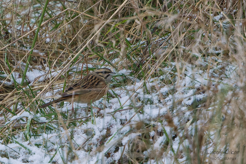 birdwatching strnad vinični text