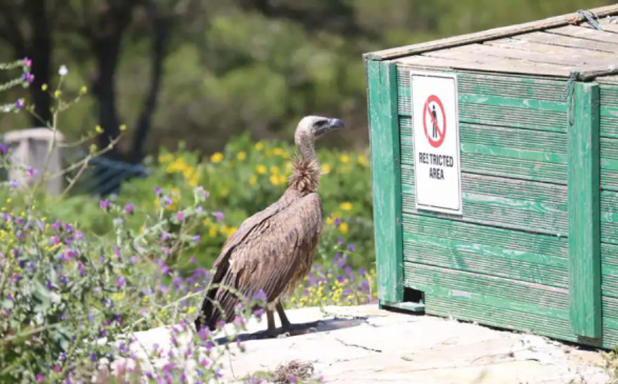 birdwatching sup africky