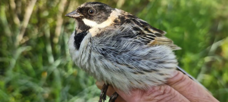 birwatching strnad tundrovy