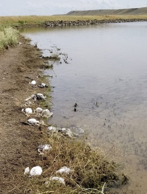 dead birds Big Lake MT 499x660