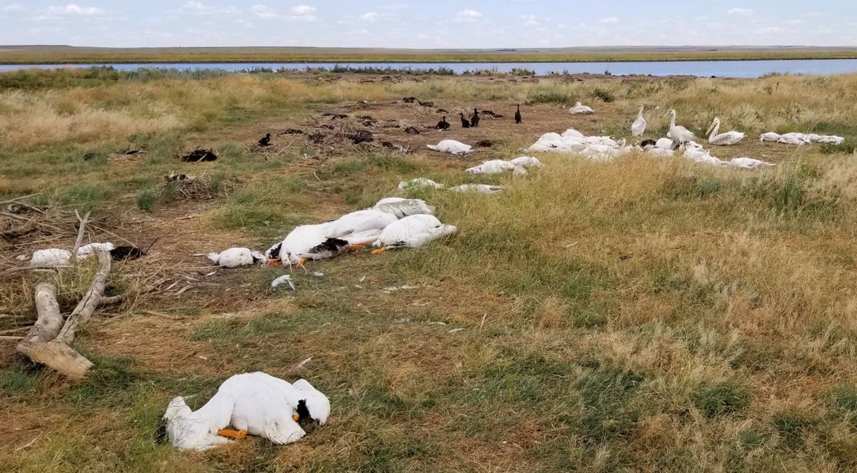 dead pelicans Montana