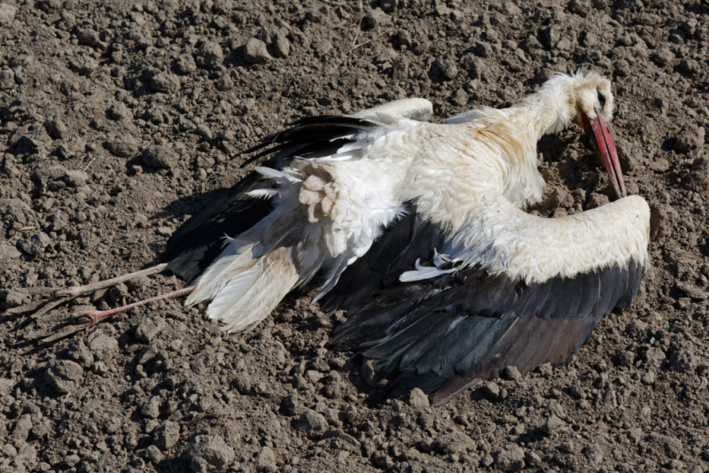 Stork poaching 1024x683
