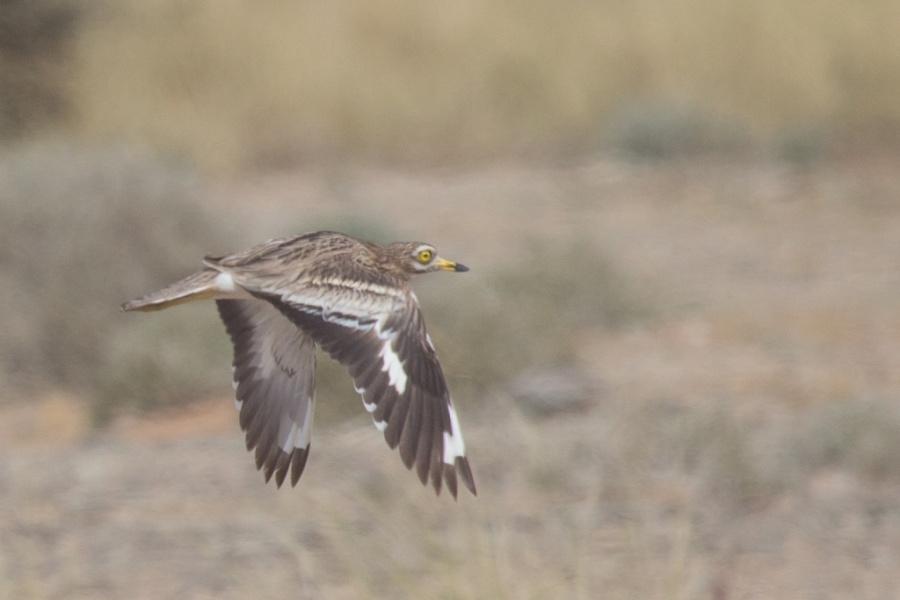 13 Stone curlew