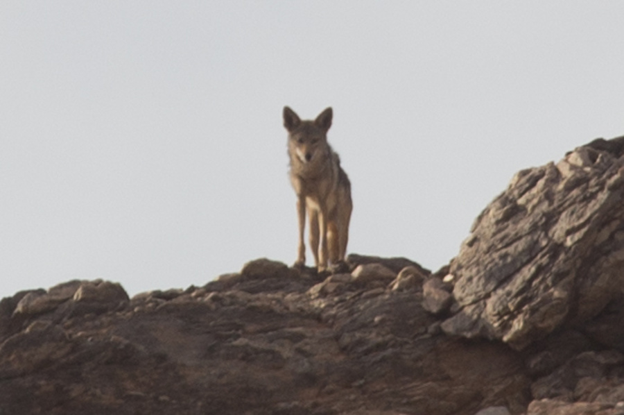 7 Possible African Golden Wolf