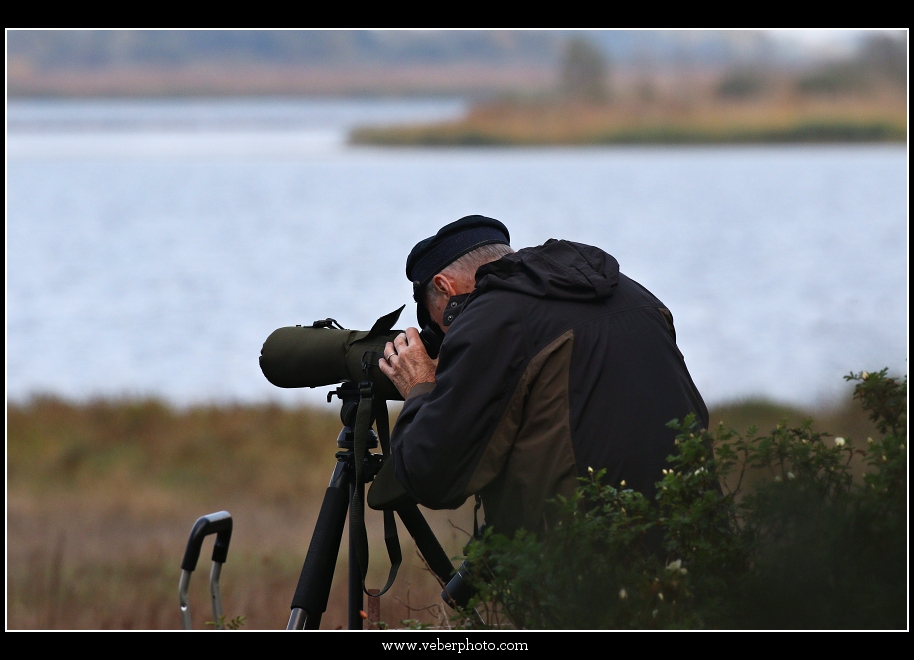 birdwatching.cz jerab popelavy3