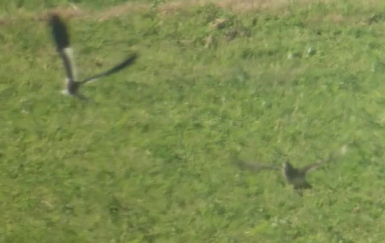 2 Sociable Lapwing flying together with one of the Pacific Golden Plovers