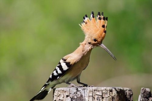 Odlety tažných ptáků: Koloběh ptačí migrace