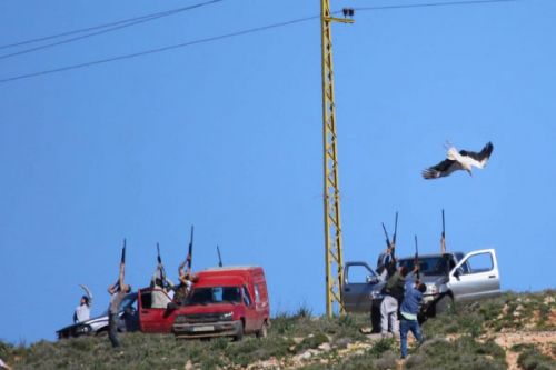 Čápi na odstřel. Nebe nad Libanonem se pro chráněné stěhovavé ptáky stává černou dírou