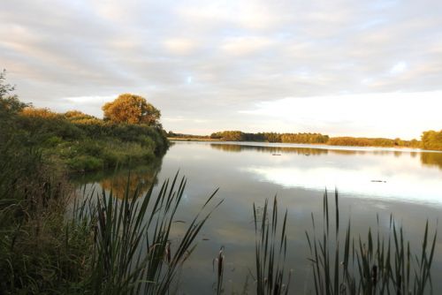 Opět Tchořovice a Starý rybník s kolihou velkou