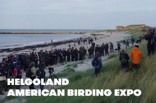 American Birding Expo