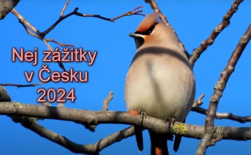 To nejlepší z birdwatchingu 2024: Podívejte se na úžasný sestřih Jarky Kačírkové!