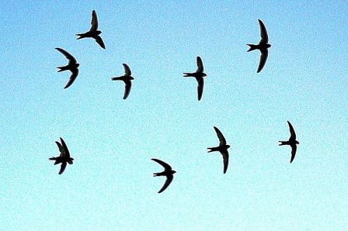 Jak se ptačí tělo připravuje na migraci?