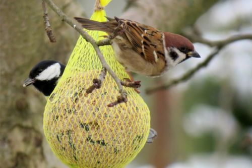 Zimní přikrmování pomůže ptákům přežít zimu