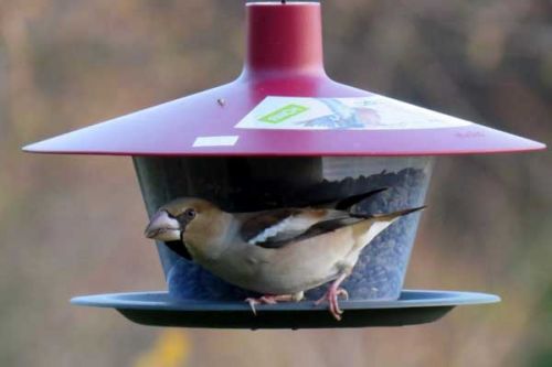 Správné přikrmování pomáhá ptactvu přežít zimu