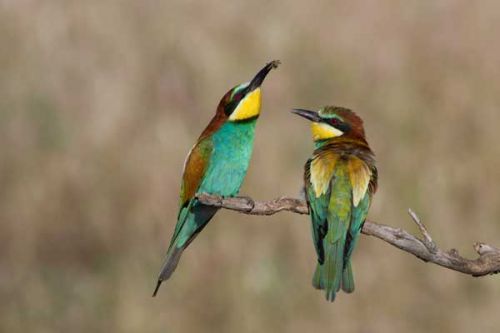 Nový web pro pozorování ptáků v Evropě