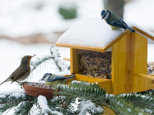 Přikrmování ptáků v zimě je důležité