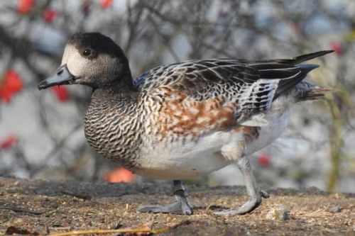 Ornitologové pořádají poslední letošní exkurzi za ptáky v Tovačově