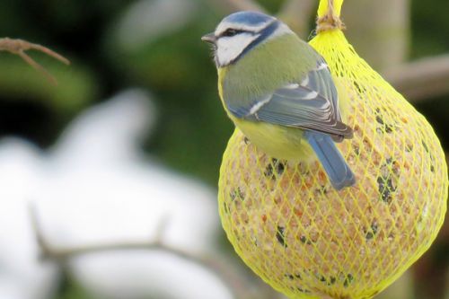 Víte čím a jak správně v zimě přikrmovat ptáky?