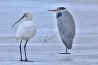 Kolp&iacute;k b&iacute;l&yacute; a labuť zpěvn&aacute; zimuj&iacute; na středn&iacute; Moravě