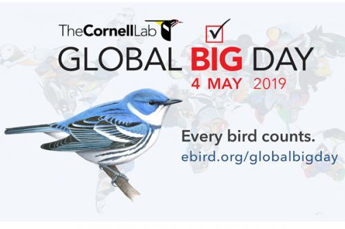 Globální Big Day - 4. května 2019