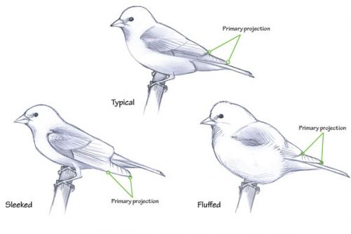 David Sibley vysvětluje, proč tvar ptáka může klamat