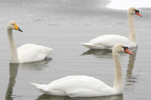 Pokud přikrmujete vodn&iacute; pt&aacute;ky, tak nezapomeňte na n&aacute;sleduj&iacute;c&iacute; pravidla
