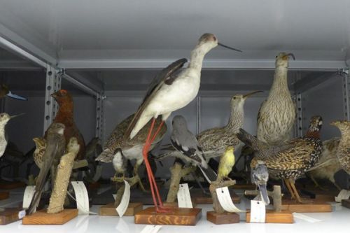 Ptáci barona Dalberga jsou pro jihlavské muzeum jako sbírka drahokamů
