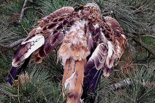 Ptáci v Česku hynou po desítkách, lovci používají i zakázané insekticidy