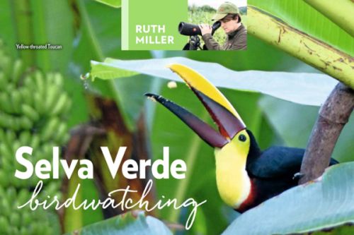 Pozorování ptáků v Selva Verde