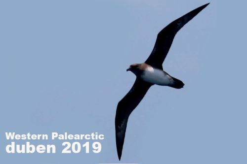 Western Palearctic - duben 2019 – Na plný plyn