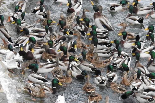 Někteří vodní ptáci přilétají na městská zimoviště za potravou