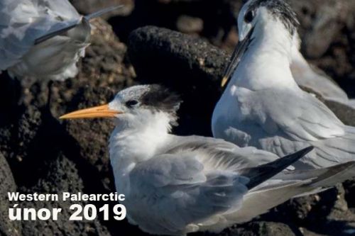 Western Palearctic – únor 2019 - Hvězdy na ostrově