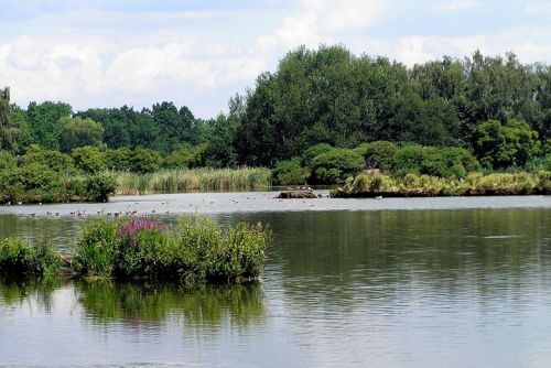 Vrbenské rybníky – dobře ukryté hnízdiště kolpíků