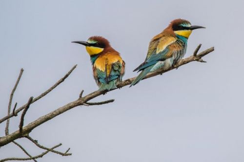 Jihočeští ornitologové hlásí opětovné zahnízdění vzácného (a krásného) ptáčka