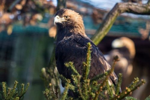 Ohrožené orly královské čeká ochrana před hlučnými lesníky i cyklisty