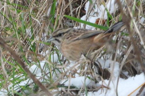 An Unforgettable Encounter with the Emberiza cia