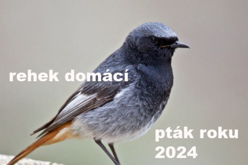 Pták roku 2024 – rehek domácí