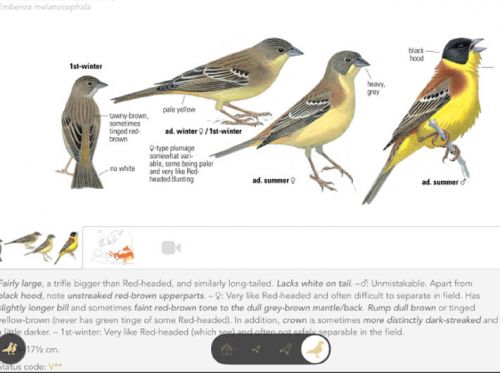 Collins Bird Guide - birdovská aplikace pro majitele „Jablíček“
