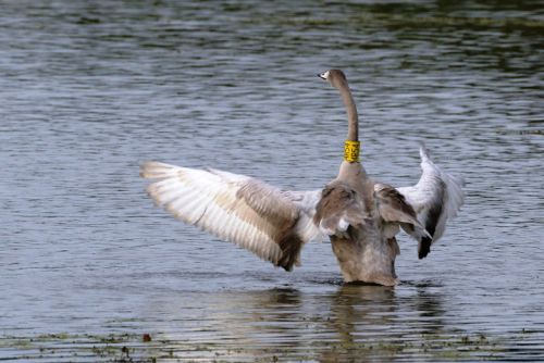 Mláďata labutě Zpěvanky již létají nad rybníkem