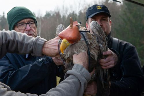 Řezačka ukončila život orlů i roční práci záchranářů