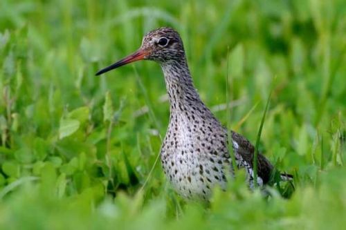Kriticky ohrožení ptáci zahnízdili na moravských mokřadech