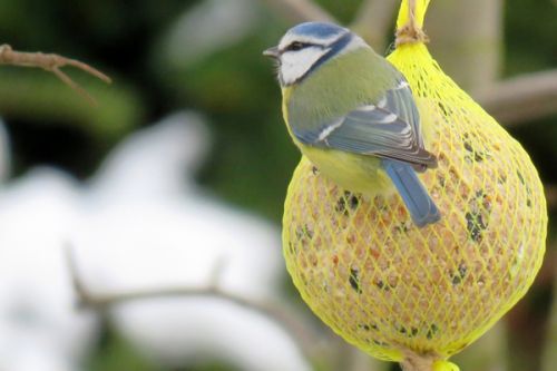 Zimní přikrmování pomáhá ptákům přežít zimu