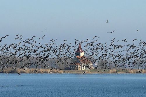 Hladina Novomlýnských nádrží se možná zvedne už příští rok, ornitologové záměr kritizují