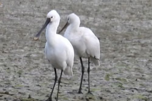 Kolp&iacute;ci v zimě v Čech&aacute;ch